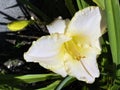 Daylily Hemerocallis `White Rose MemorialÃ¢â¬Ë Hemerocallis Hybride `White Rose MemorialÃ¢â¬Ë Royalty Free Stock Photo